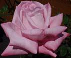 unknow artist Realistic Pink Rose